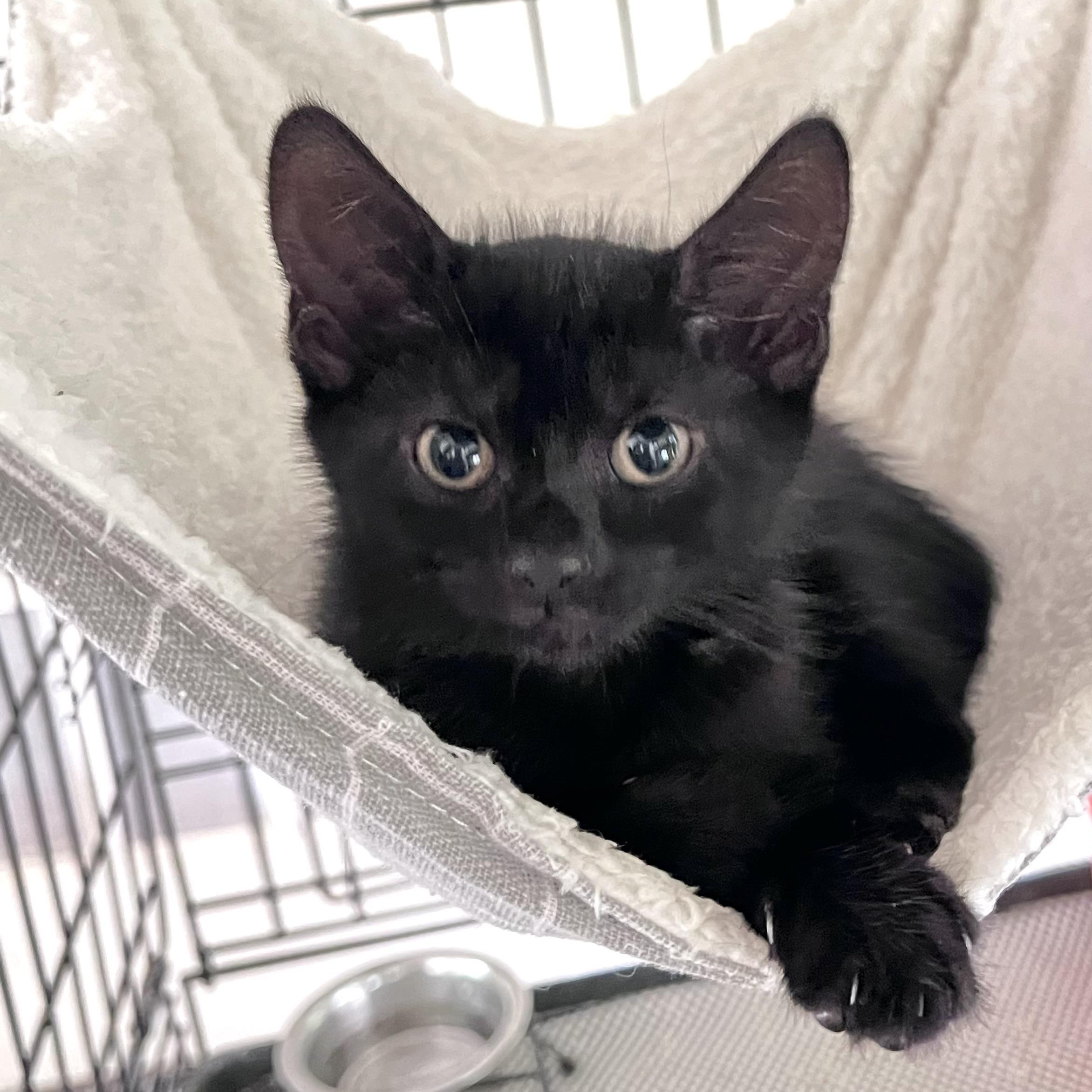Veruca, adopted, Kitten Female Domestic Short Hair.