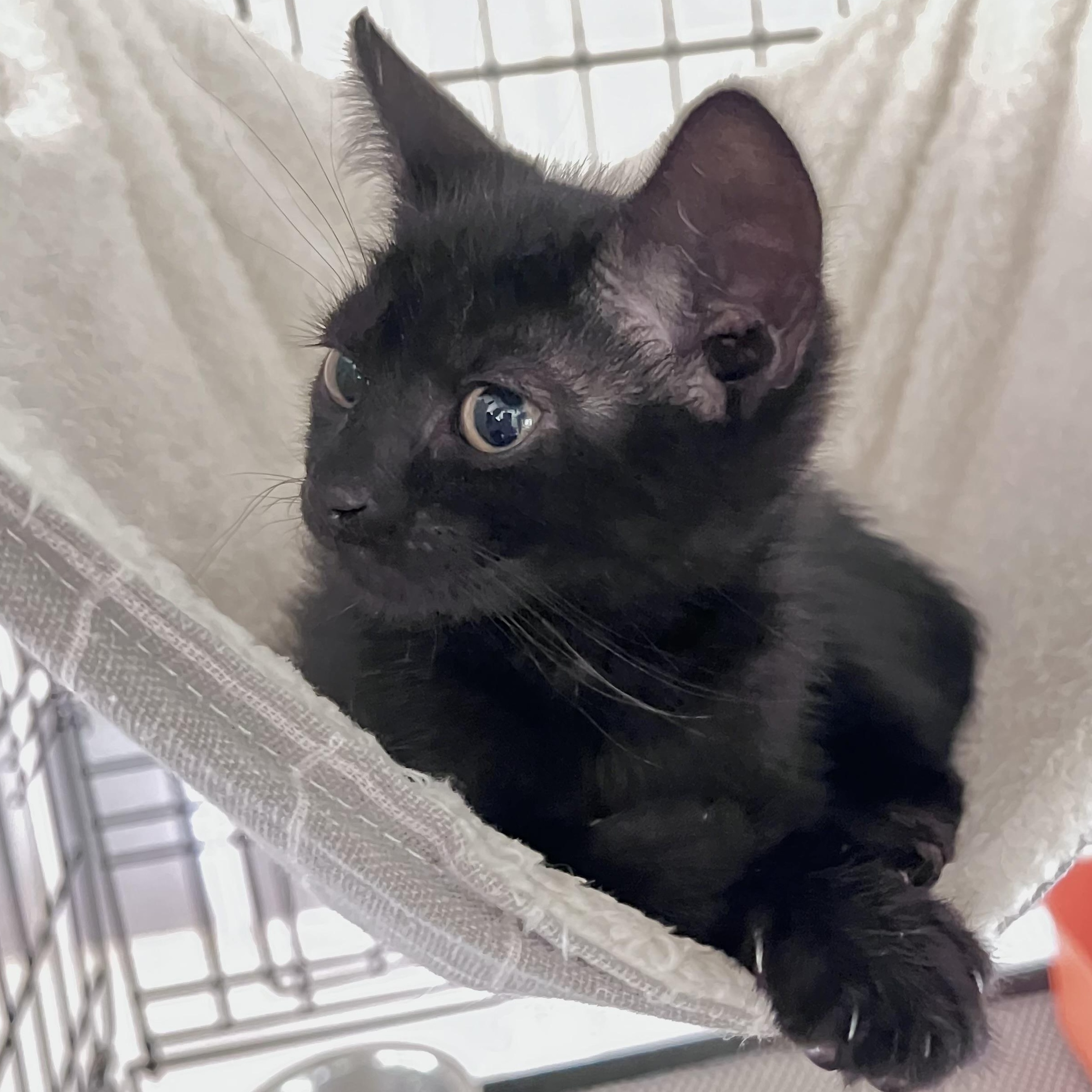 Veruca, an adopted Domestic Short Hair in Maplewood, NJ image 2/5