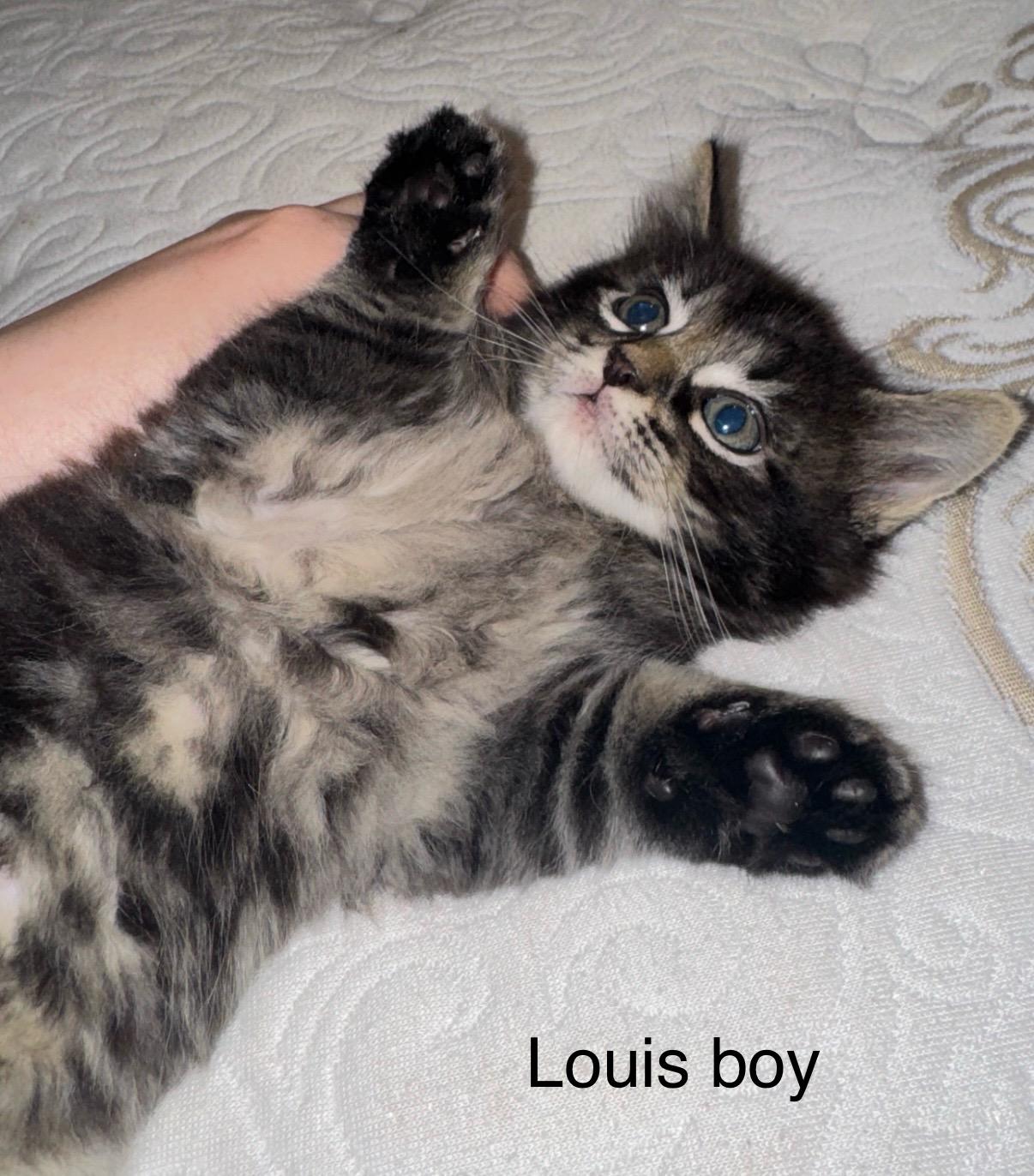 Designer litter, Baby Male Domestic Short Hair