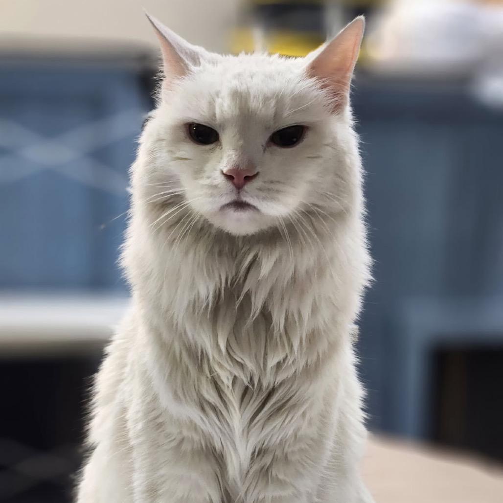 Bandit, Adoptable, Senior Male Maine Coon & Domestic Long Hair.