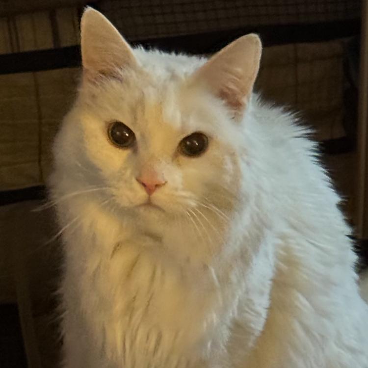 Enlarge Bandit, a Adoptable mixed breed in Mocksville, NC image 2/3