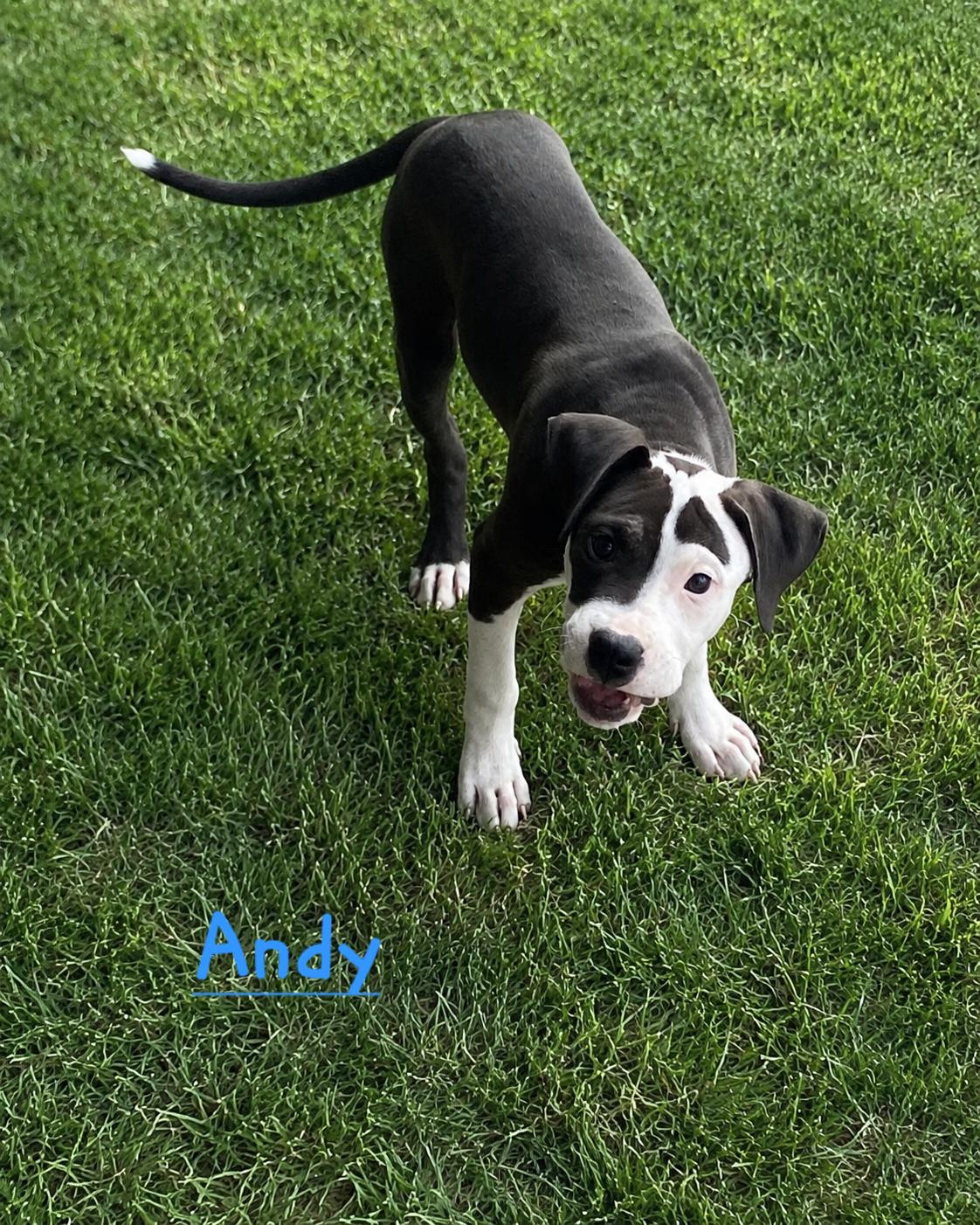 Andy Mayberry, Adoptable, Puppy Male Pit Bull Terrier.