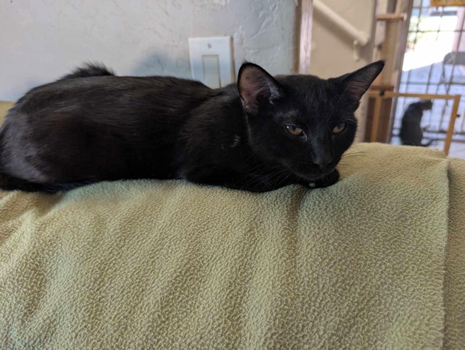 Simon, a Adoptable Domestic Medium Hair in Glendale, AZ image 1/3