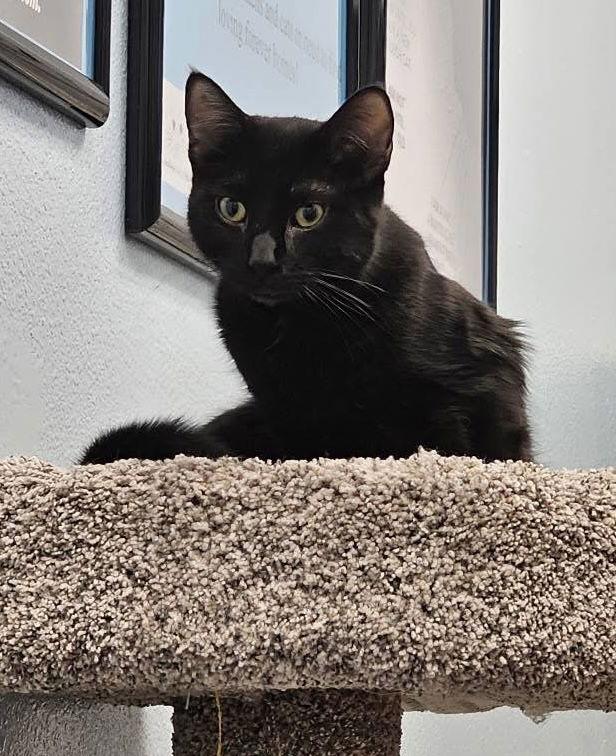 Simon, a Adoptable Domestic Medium Hair in Glendale, AZ image 2/3