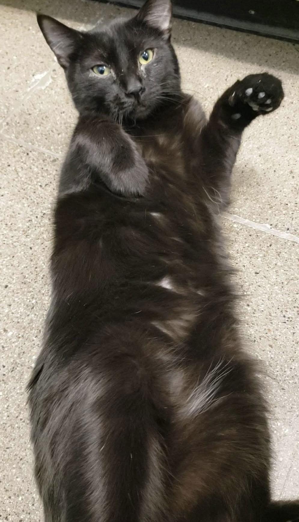 Simon, a Adoptable Domestic Medium Hair in Glendale, AZ image 3/3