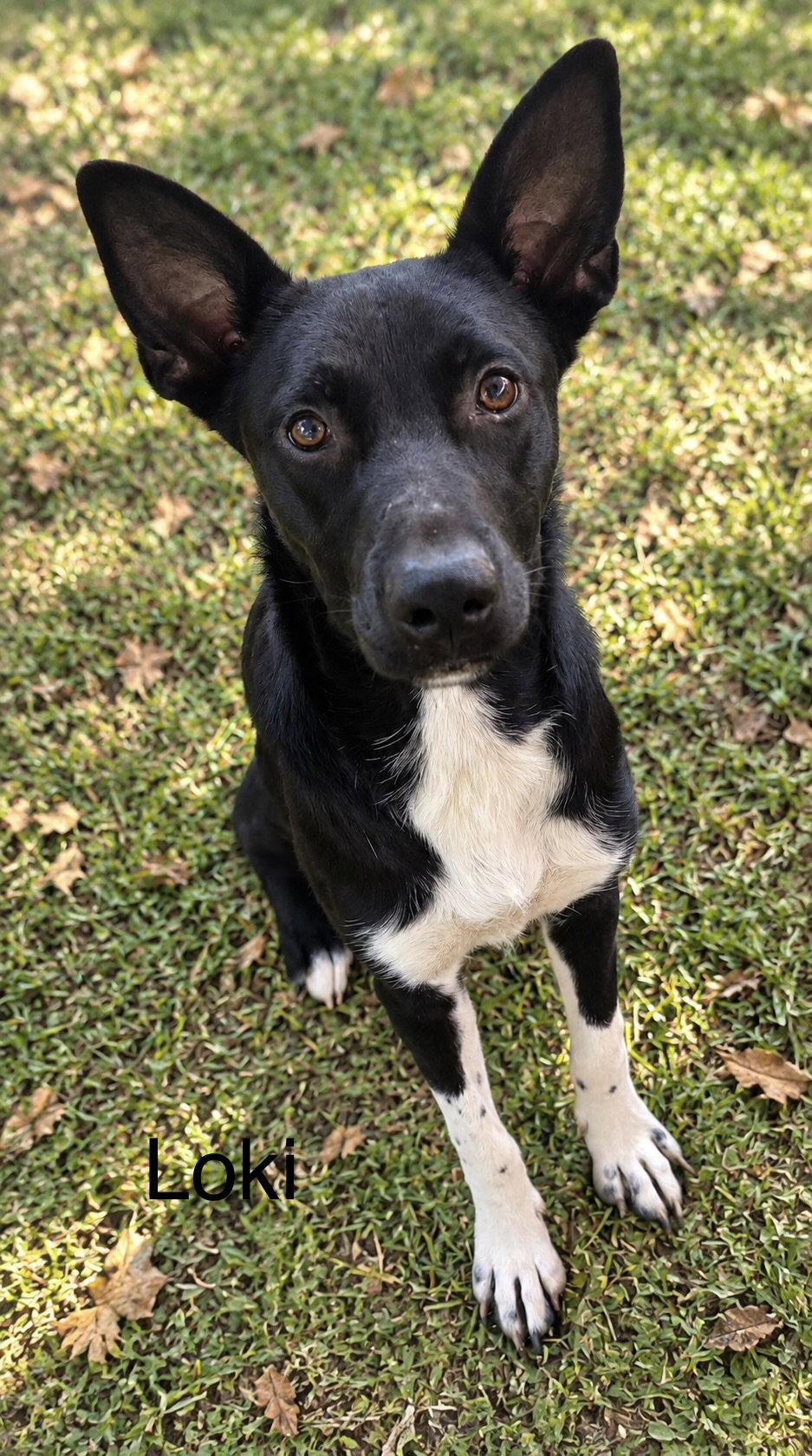 loki 1yr old AVA 9/30, Adoptable, Young Male Shepherd.