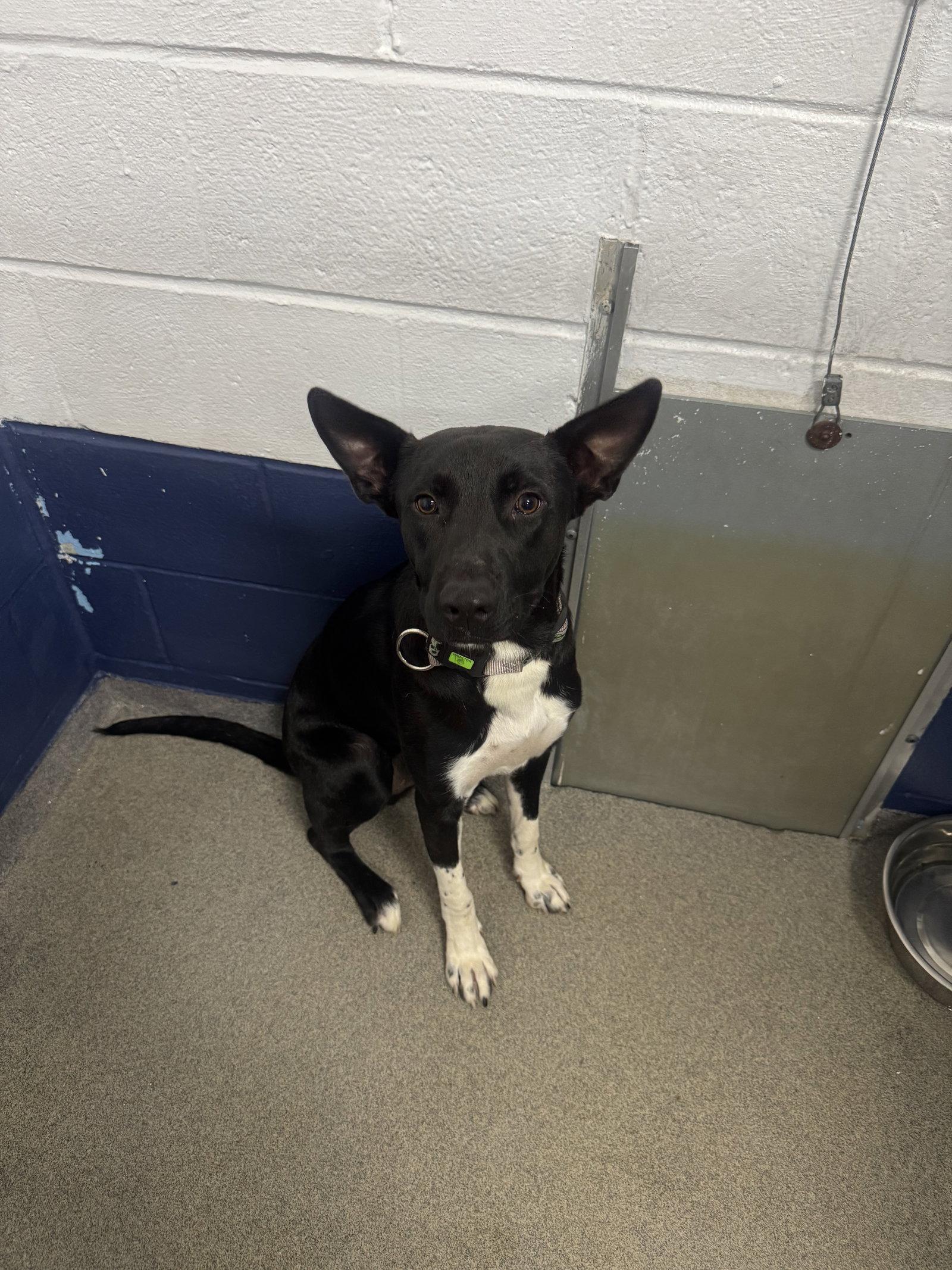 Enlarge loki 1yr old AVA 9/30, a Adoptable Shepherd in Sterling, MA image 2/3