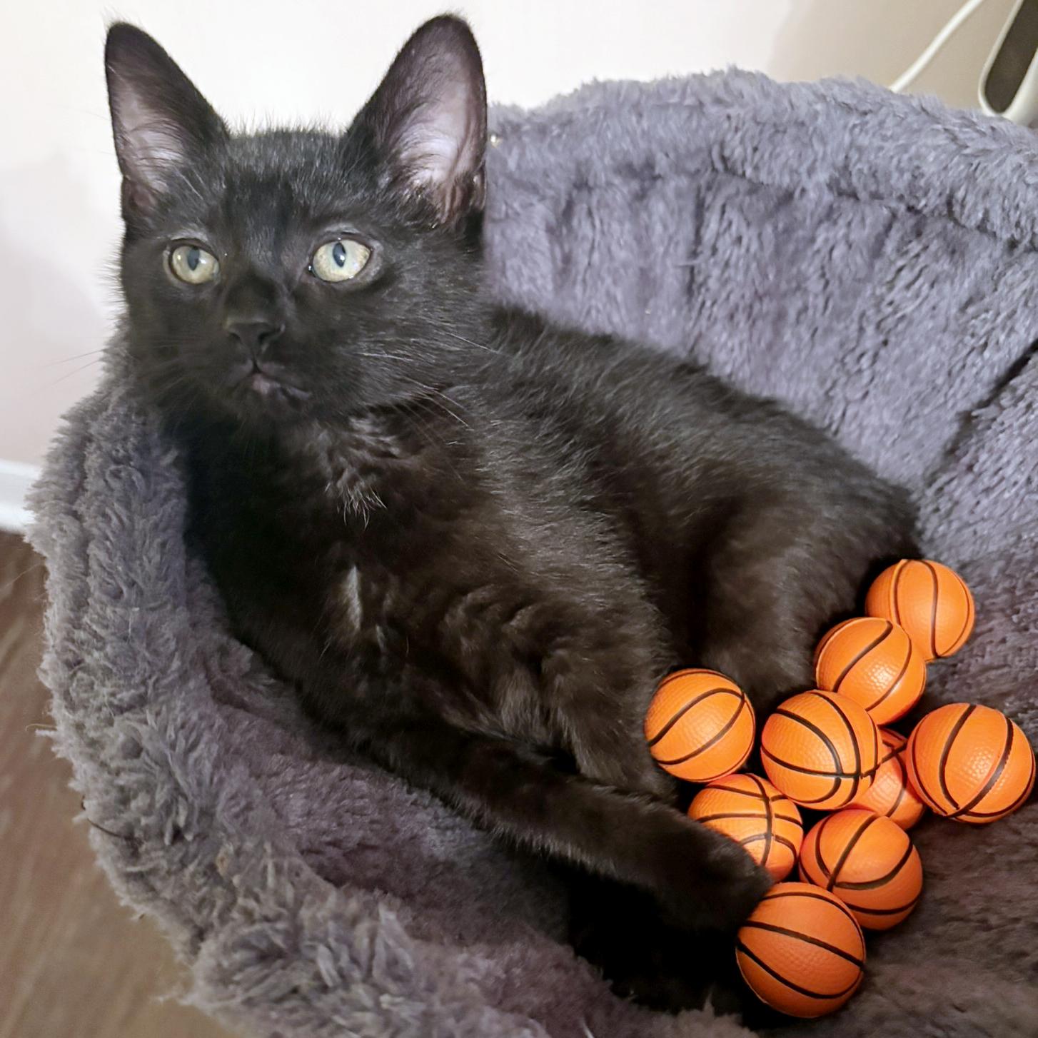 LePurr James, ADOPTABLE, Kitten Male Domestic Short Hair.