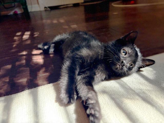 Enlarge LePurr James, a ADOPTABLE mixed breed in Lake Monroe, FL image 3/6