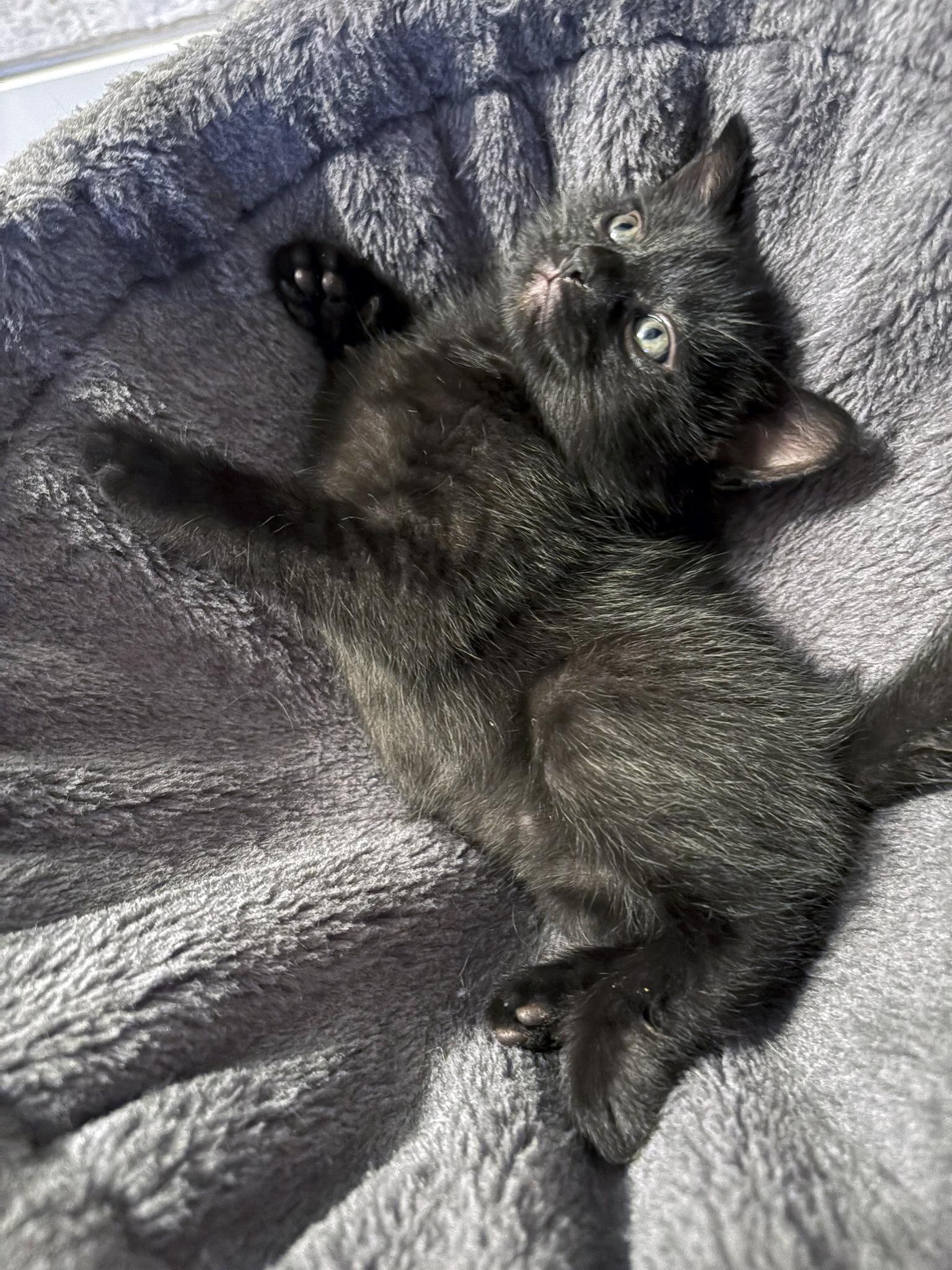 Enlarge LePurr James, a ADOPTABLE mixed breed in Lake Monroe, FL image 2/6