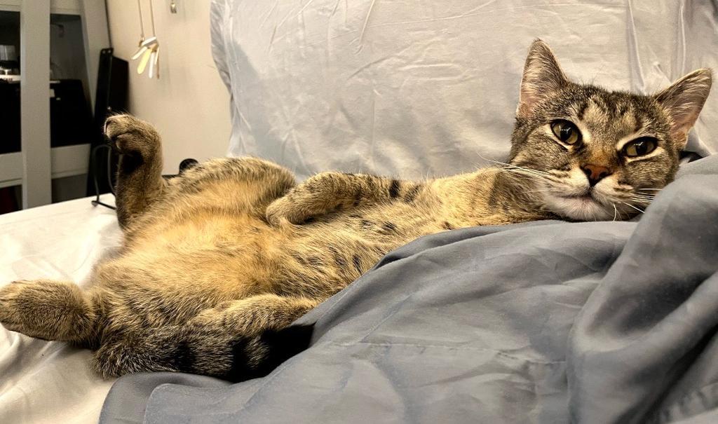 Enlarge Luv, a Adopted mixed breed in Saint Paul, MN image 1/6