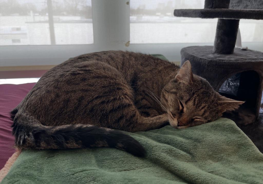 Enlarge Luv, a Adopted mixed breed in Saint Paul, MN image 2/6