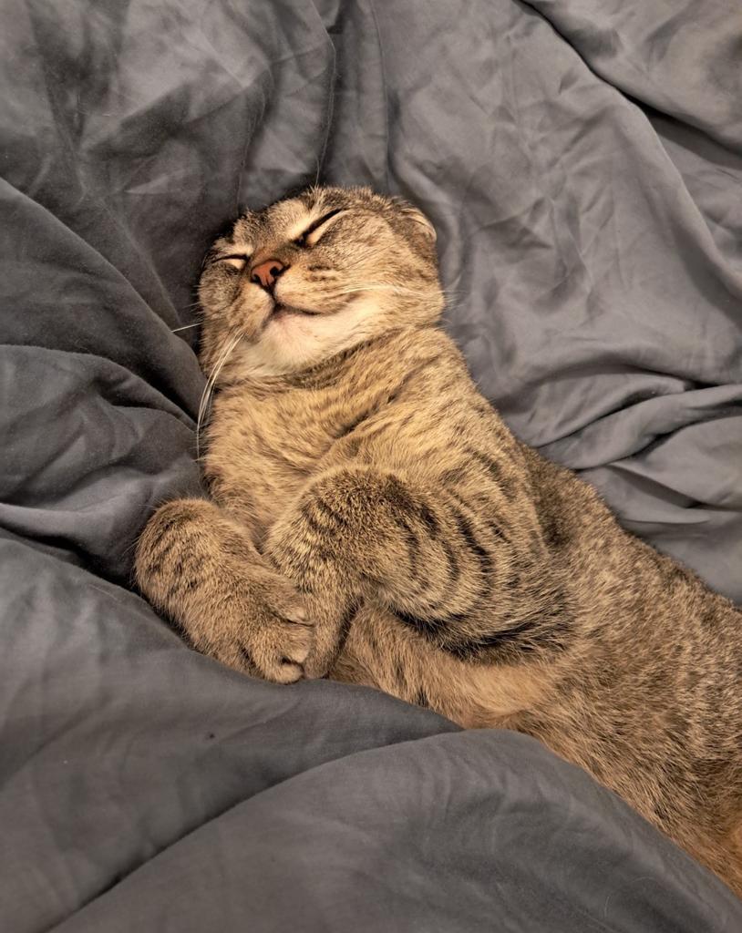 Enlarge Luv, a Adopted mixed breed in Saint Paul, MN image 4/6