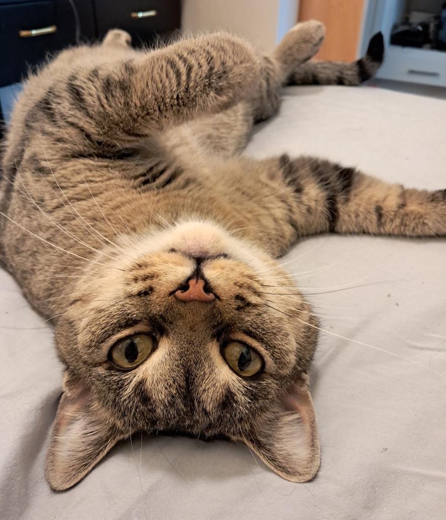 Enlarge Luv, a Adopted mixed breed in Saint Paul, MN image 5/6