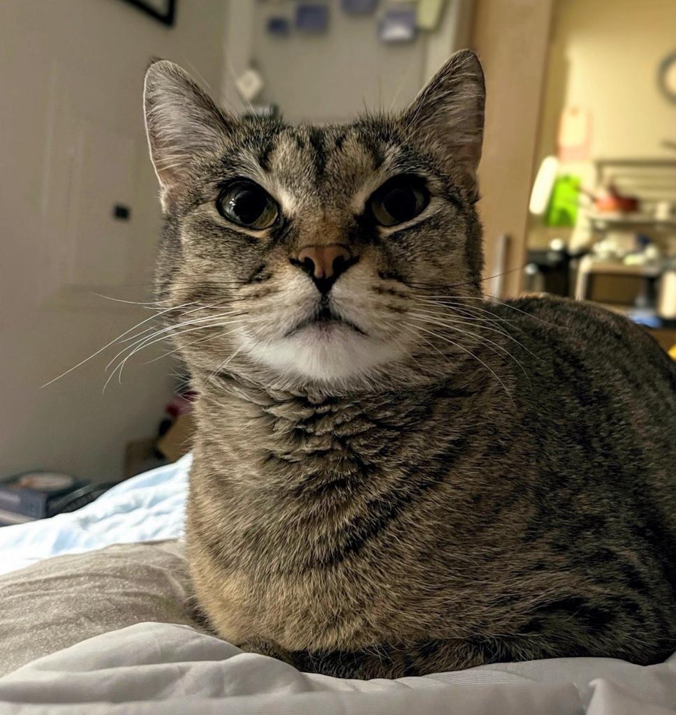 Enlarge Luv, a Adopted mixed breed in Saint Paul, MN image 6/6