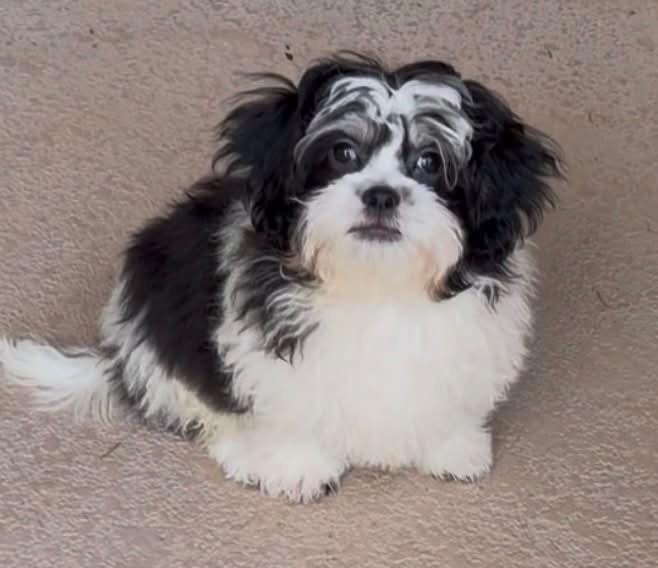 Gibson, an adopted mixed breed in Las Vegas, NV image 1/3