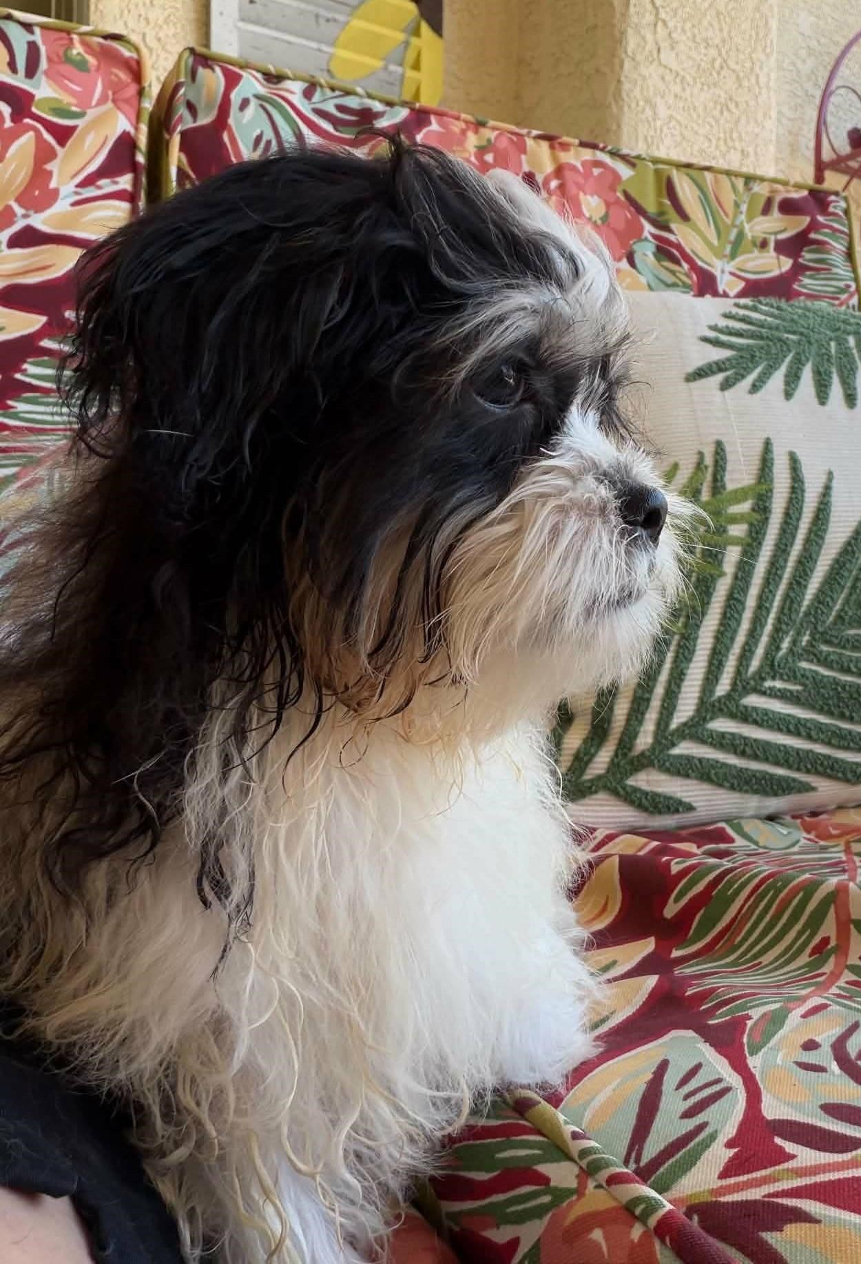 Gibson, an adopted mixed breed in Las Vegas, NV image 2/3