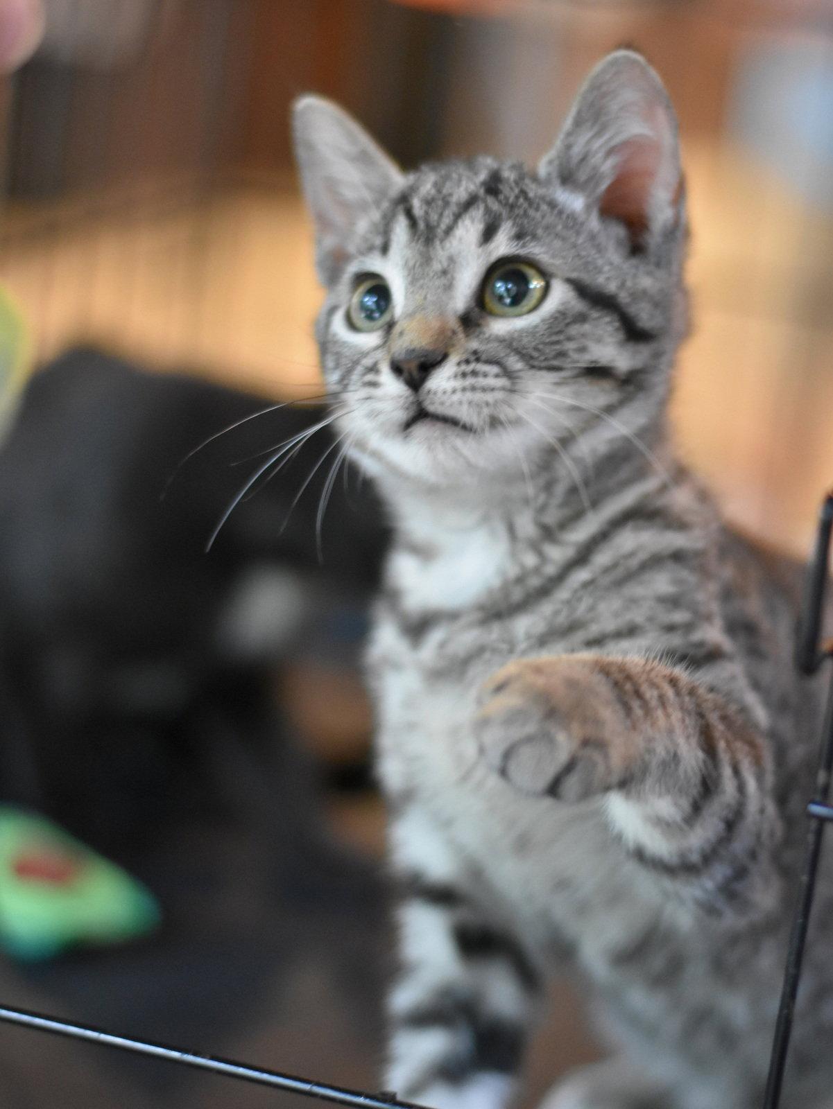 Sally, a Adoptable Domestic Medium Hair in Montgomery, TX image 1/3