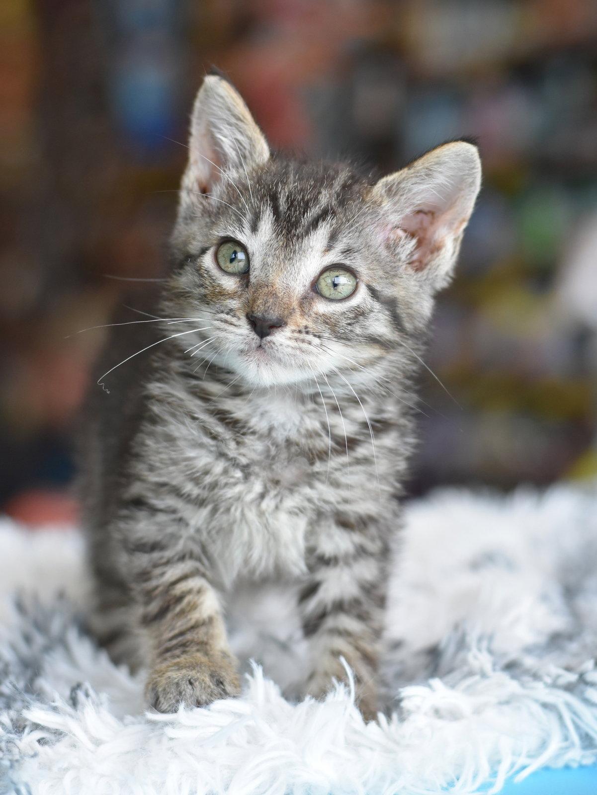Sally, a Adoptable Domestic Medium Hair in Montgomery, TX image 2/3