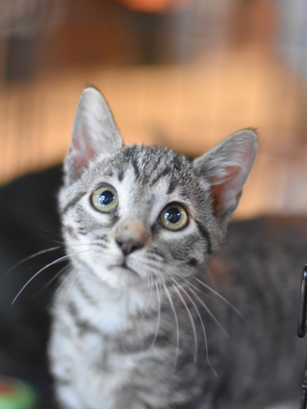 Sally, a Adoptable Domestic Medium Hair in Montgomery, TX image 3/3