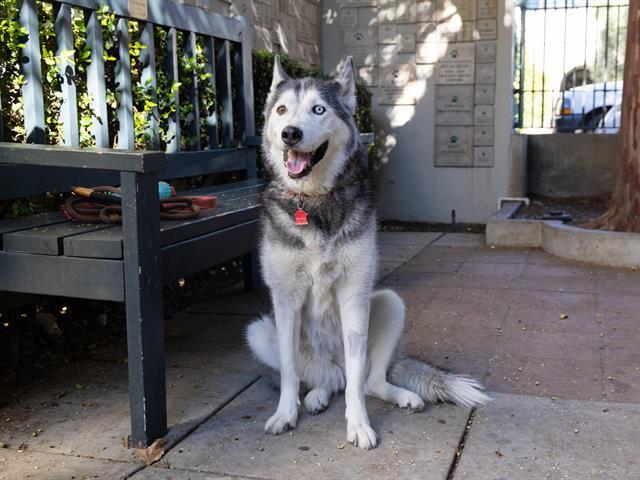 ROXY, Adoptable, Senior Female Siberian Husky.