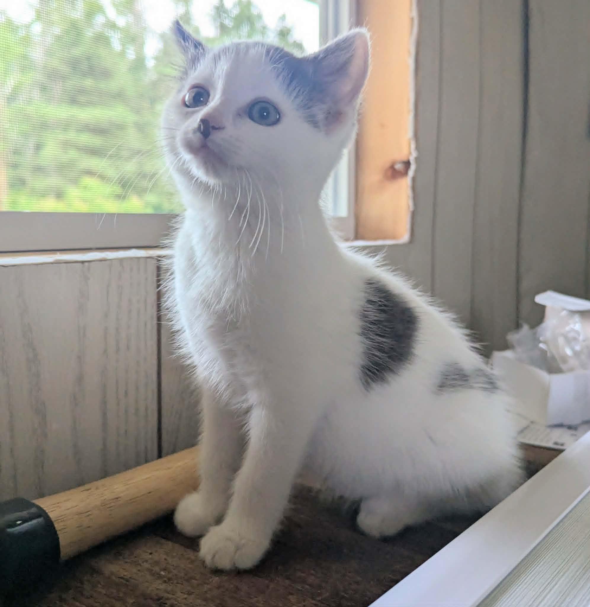 Rip, a Adoptable Domestic Short Hair in Little Falls, MN image 3/3