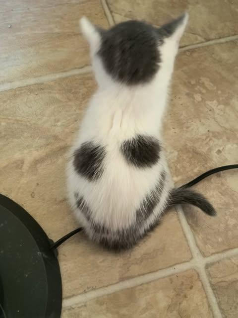 Rip, a Adoptable Domestic Short Hair in Little Falls, MN image 2/3