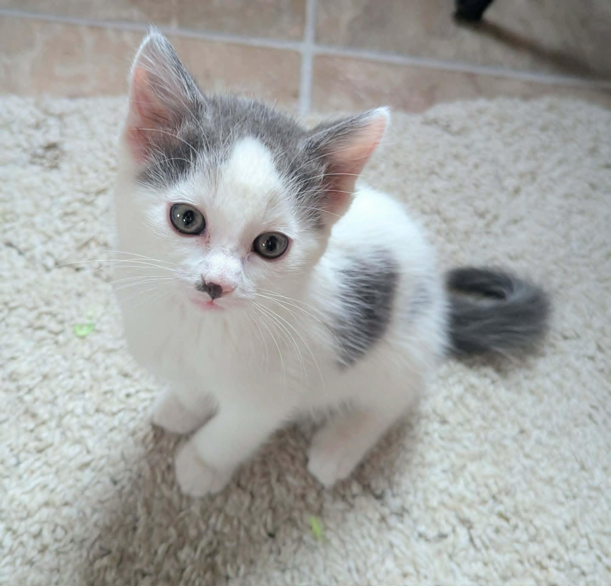 Rip, a Adoptable Domestic Short Hair in Little Falls, MN image 1/3