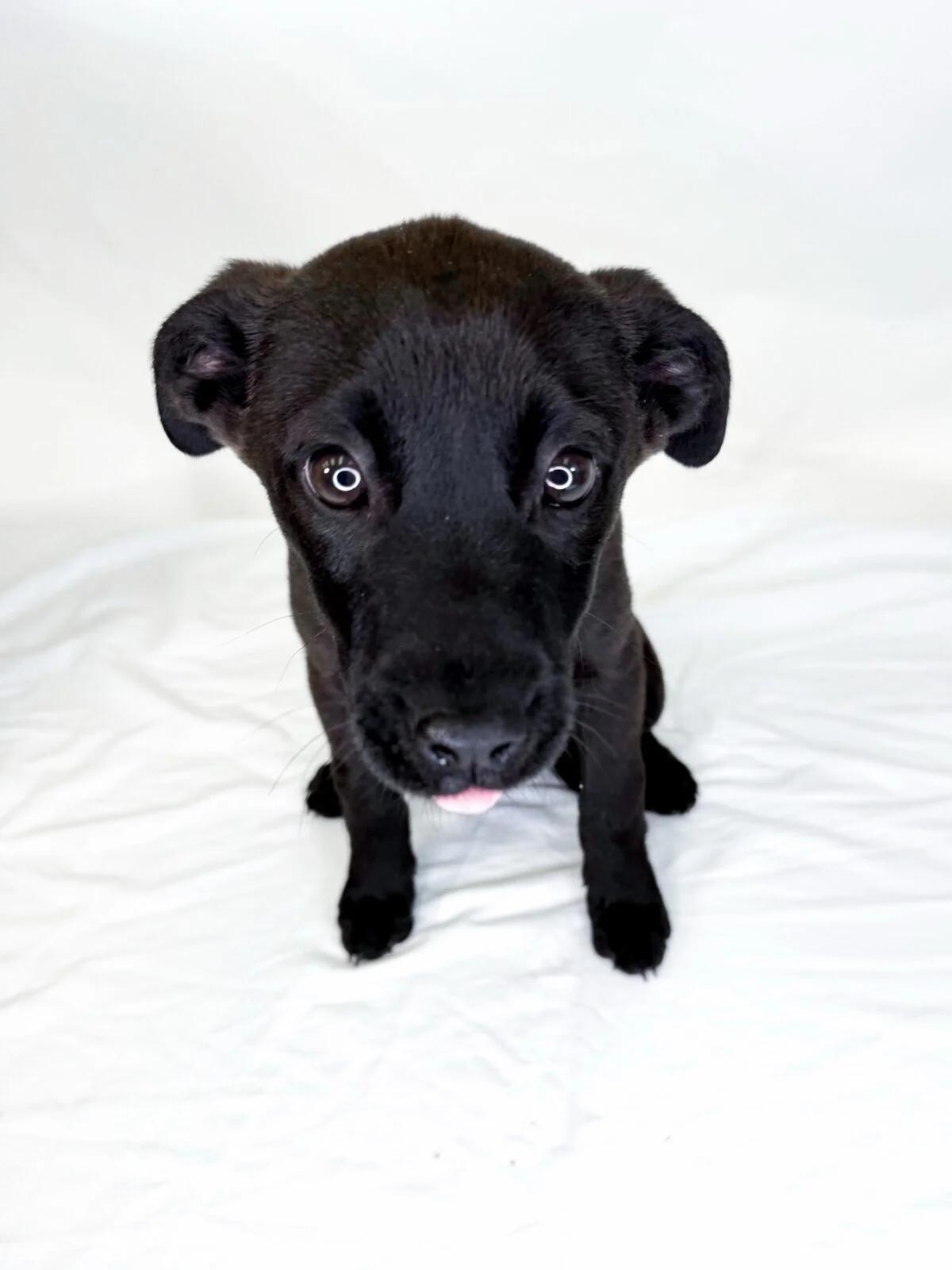 Bilbo, ADOPTABLE, Puppy Male Shepherd.