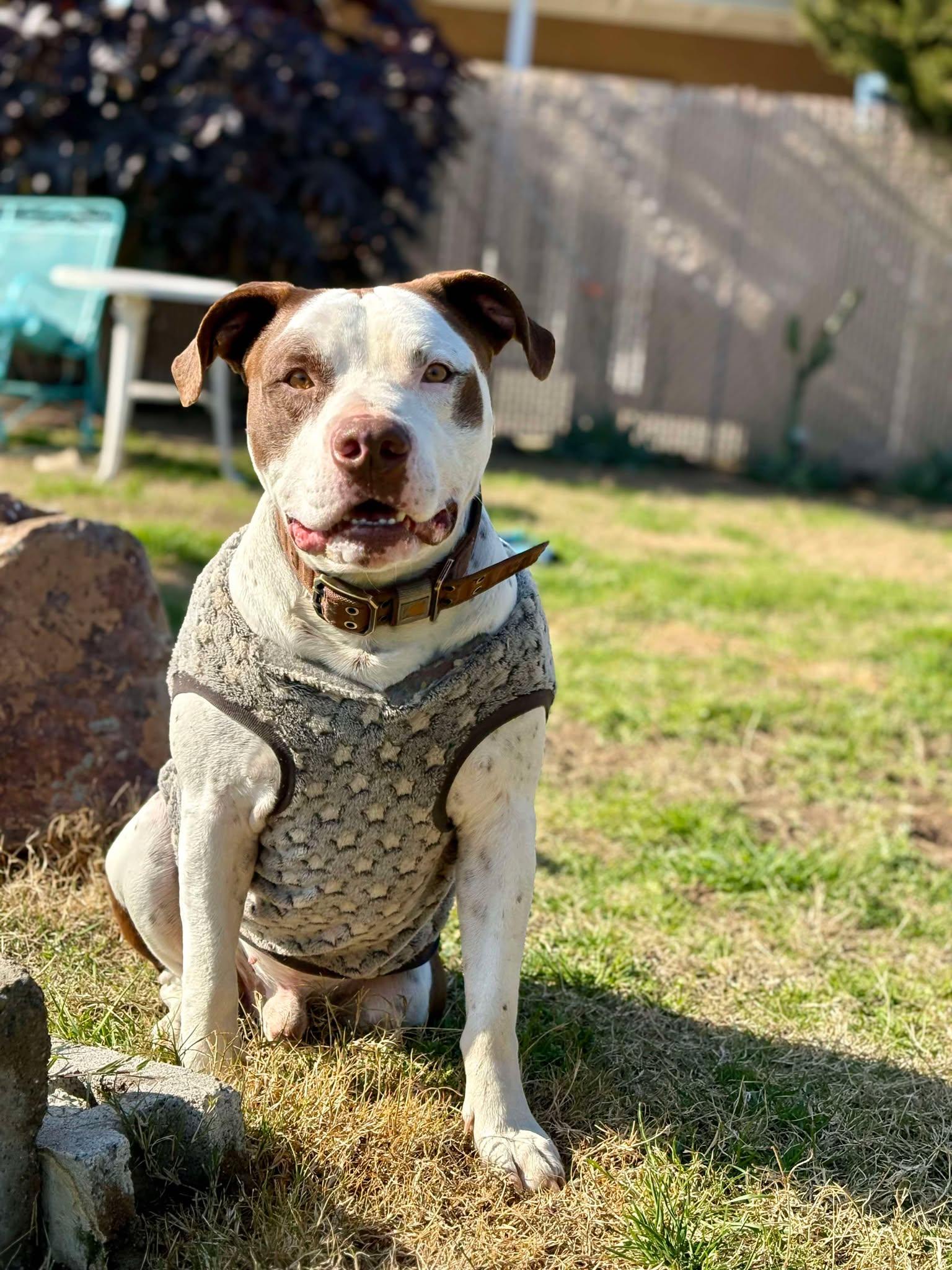 Gumbo, Adoptable, Young Male American Bulldog & German Shorthaired Pointer.