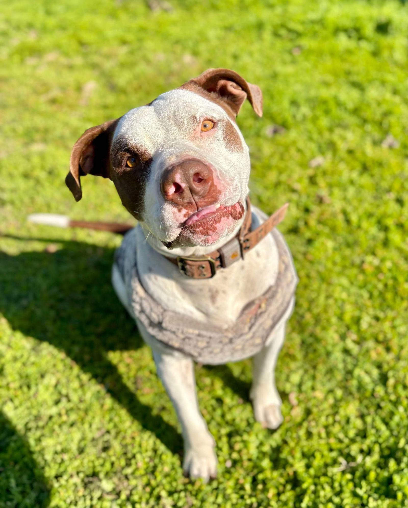 Enlarge Gumbo, a Adoptable mixed breed in Visalia, CA image 2/3