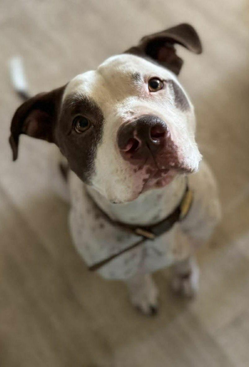 Gumbo, a Adoptable mixed breed in Visalia, CA image 2/3