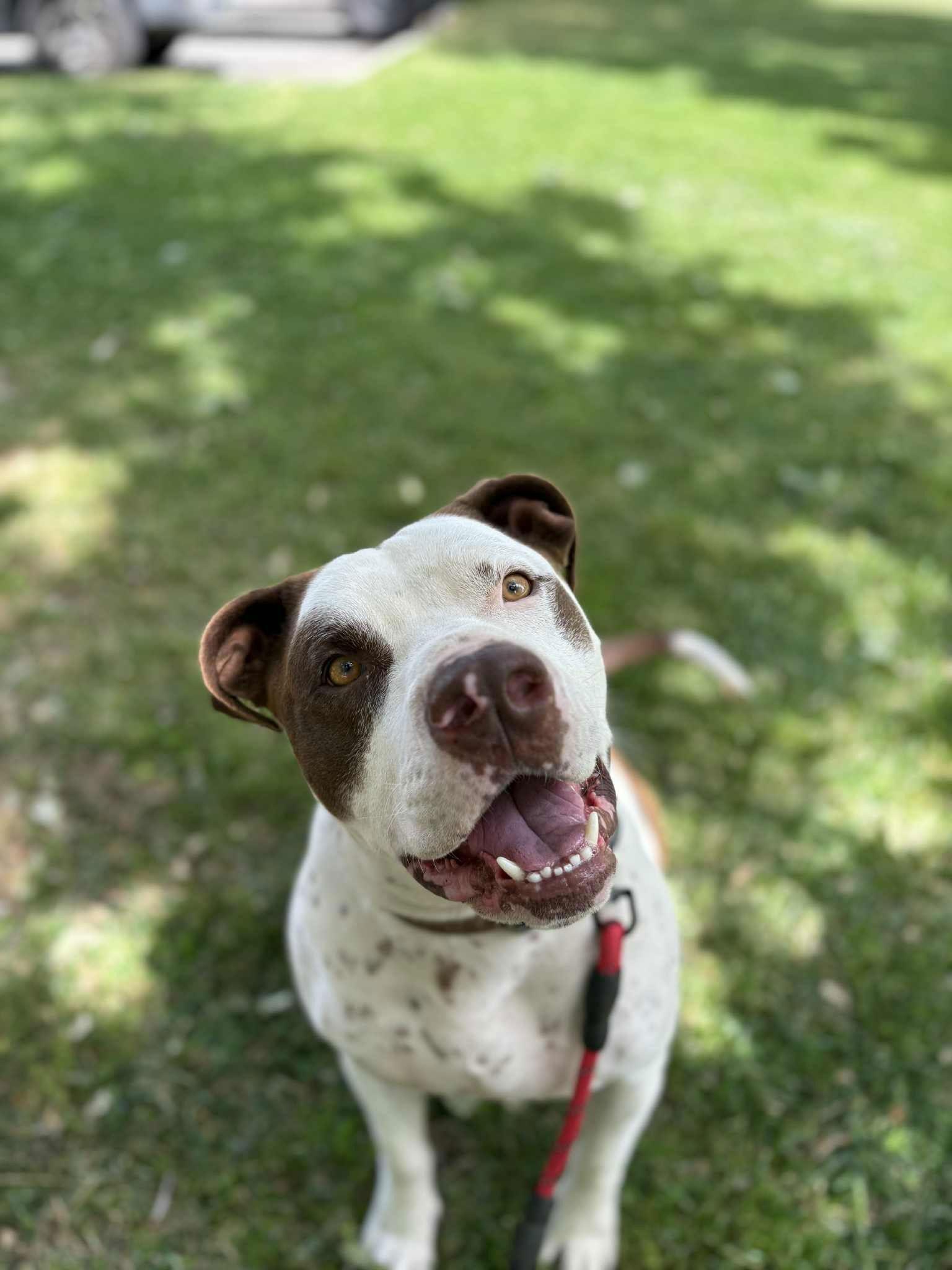 Enlarge Gumbo, a Adoptable mixed breed in Visalia, CA image 3/3