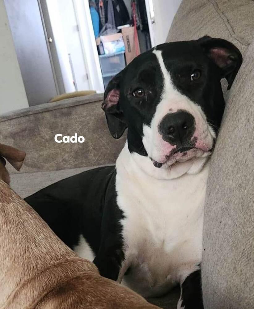Avocado Toast "Cado", Adoptable, Puppy Male Pit Bull Terrier & Bull Terrier.