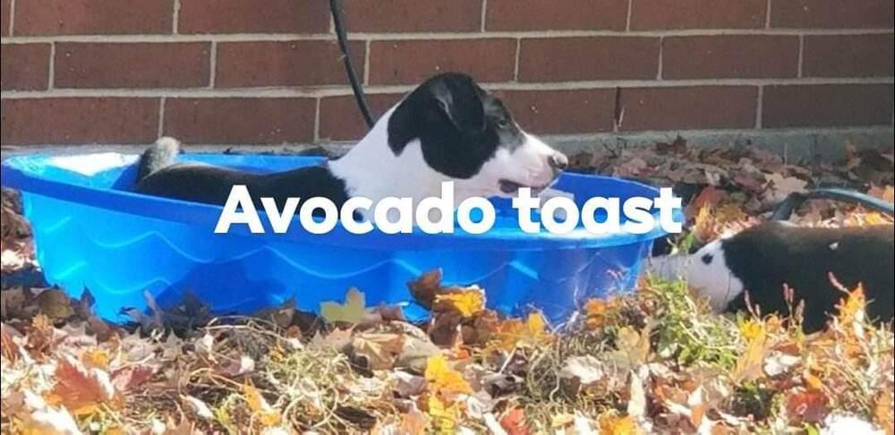 Avocado Toast "Cado", a Adoptable mixed breed in Canal Winchester, OH image 2/5