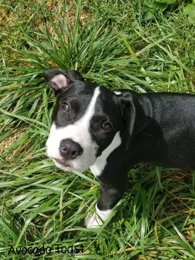 Avocado Toast "Cado", a Adoptable mixed breed in Canal Winchester, OH image 4/5