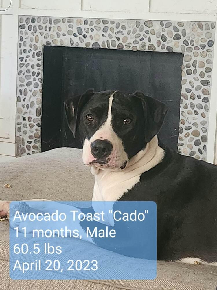 Avocado Toast "Cado", a Adoptable mixed breed in Canal Winchester, OH image 5/5