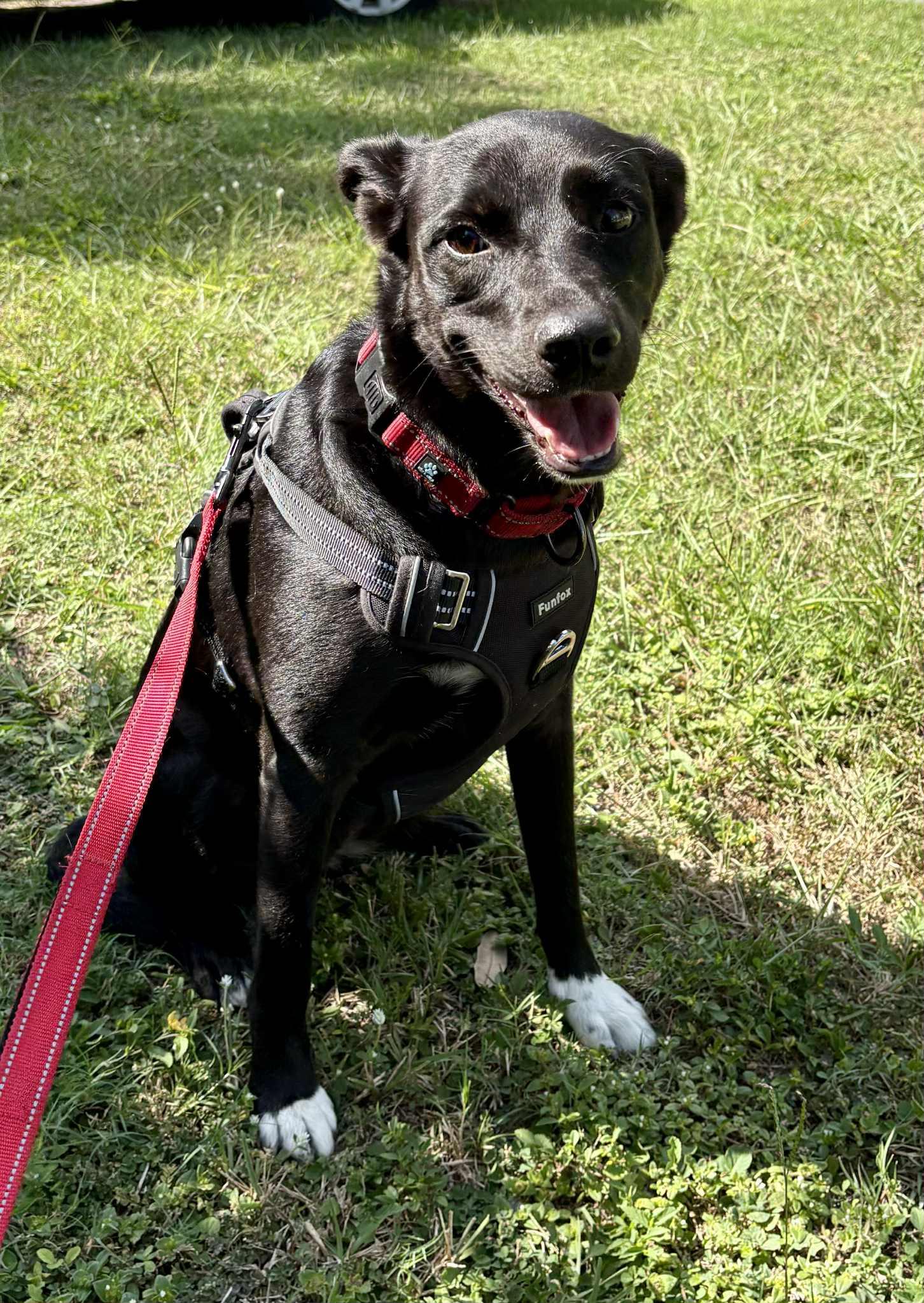 Enlarge MONICA- Needs a foster or adopter, a Adoptable mixed breed in Largo, FL image 3/6