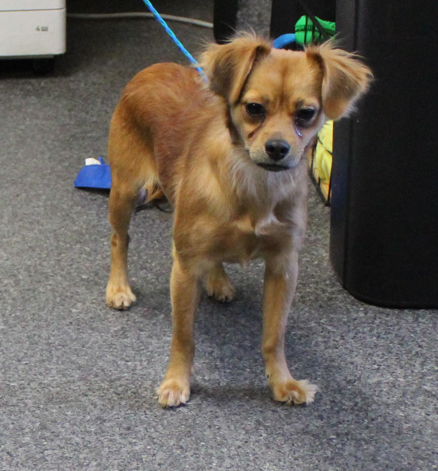 Enlarge Ruby (11432), an adopted mixed breed in Heath, OH image 1/2