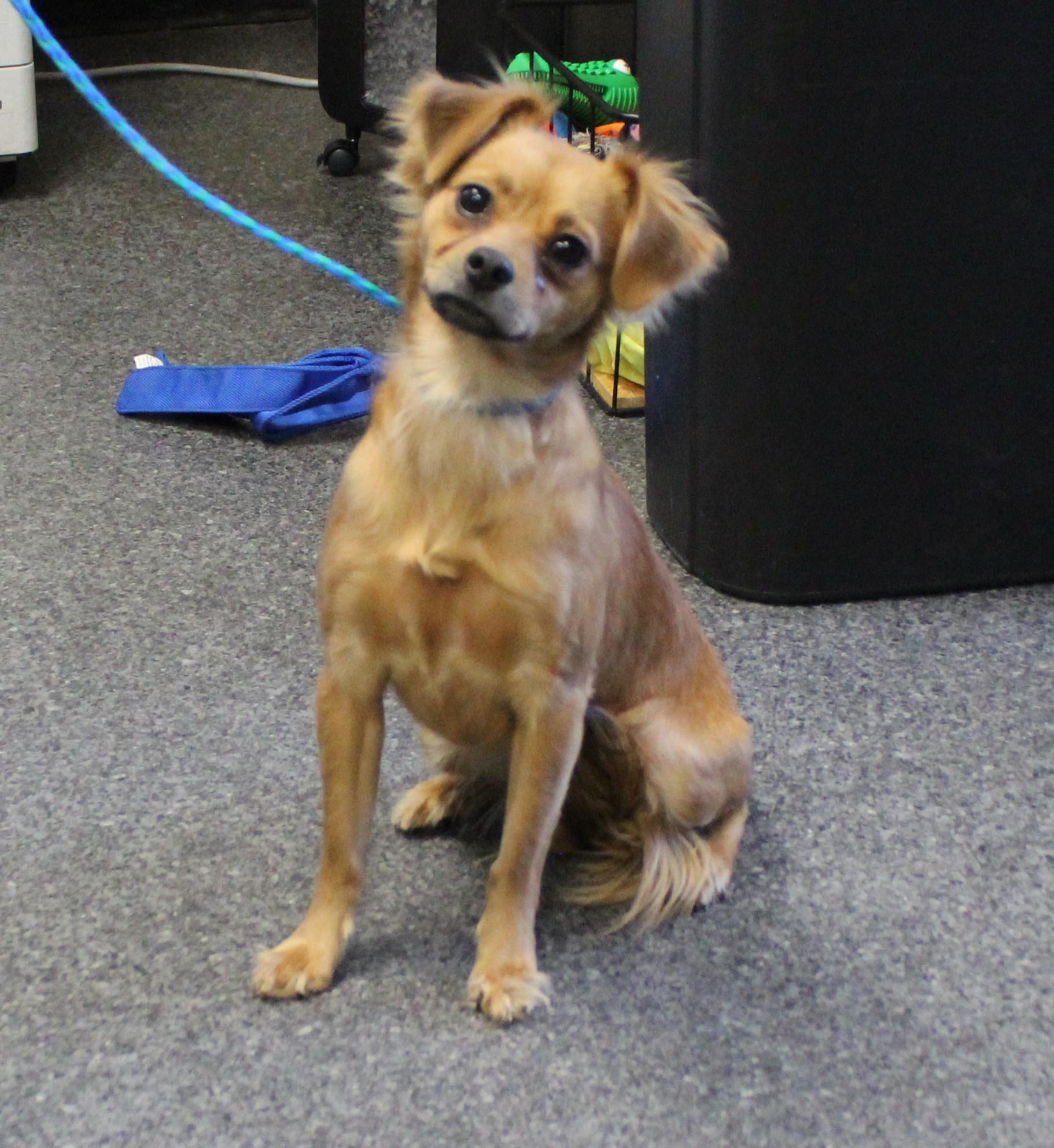 Enlarge Ruby (11432), an adopted mixed breed in Heath, OH image 2/2