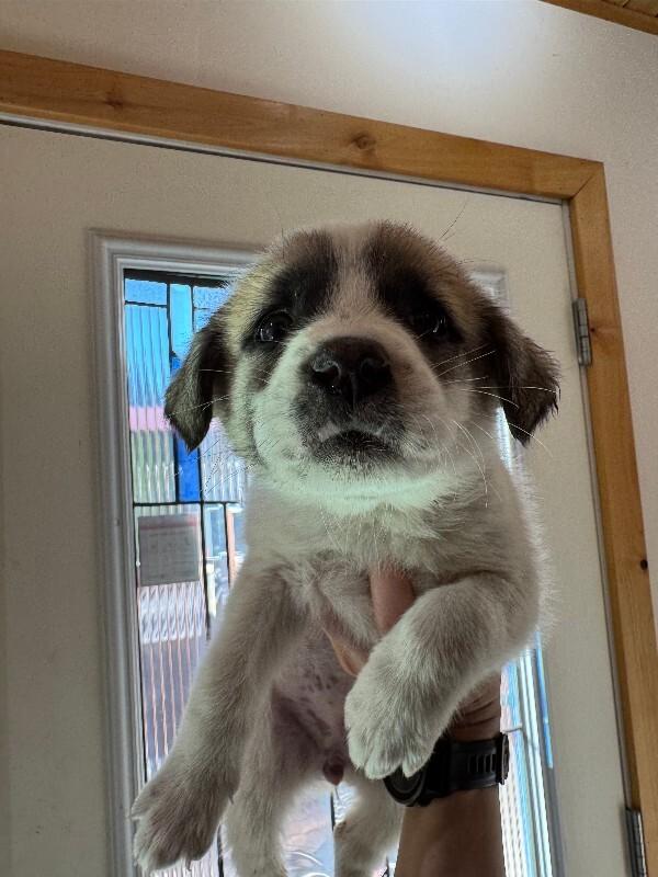 Enlarge Marshmallow, a Adoptable Mixed Breed in Exshaw, AB image 1/1