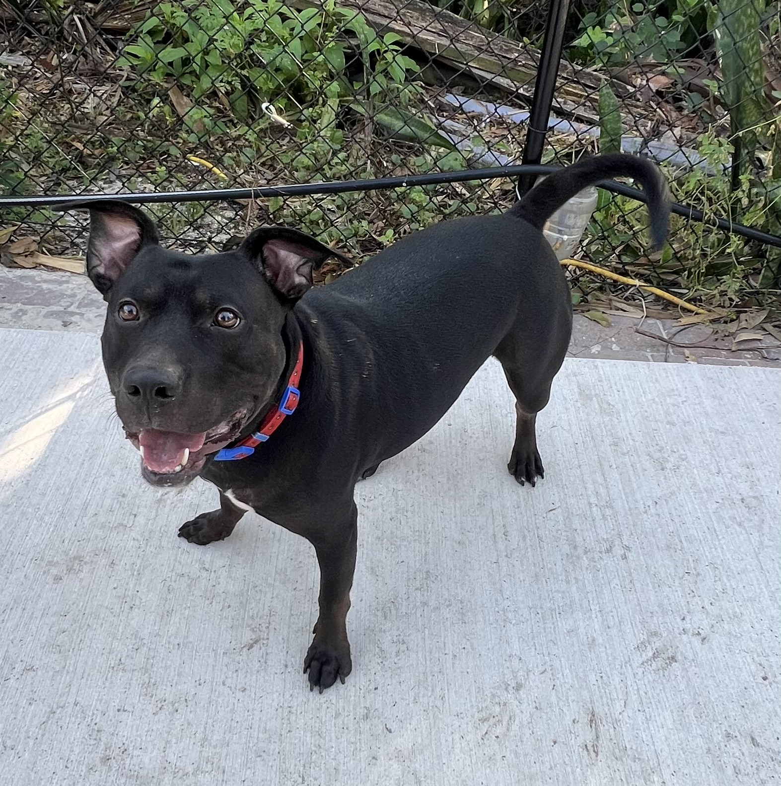 Spider-Man * Sponsored Adoption Fee!, a Adoptable mixed breed in Fort Myers, FL image 3/4