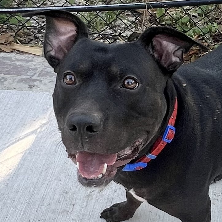 Spider-Man * Sponsored Adoption Fee!, Adoptable, Young Male Black Labrador Retriever.