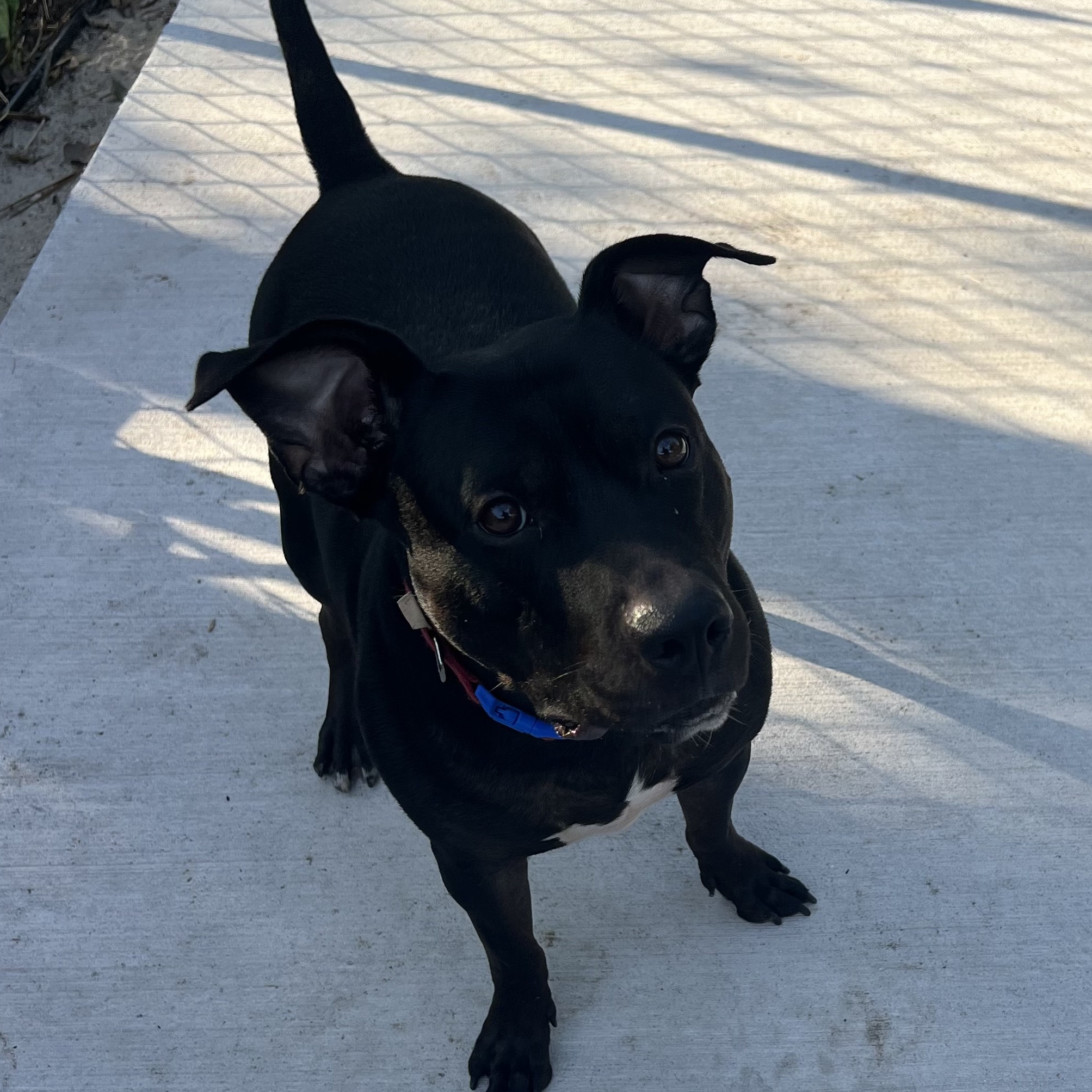 Spider-Man * Sponsored Adoption Fee!, a Adoptable mixed breed in Fort Myers, FL image 4/4