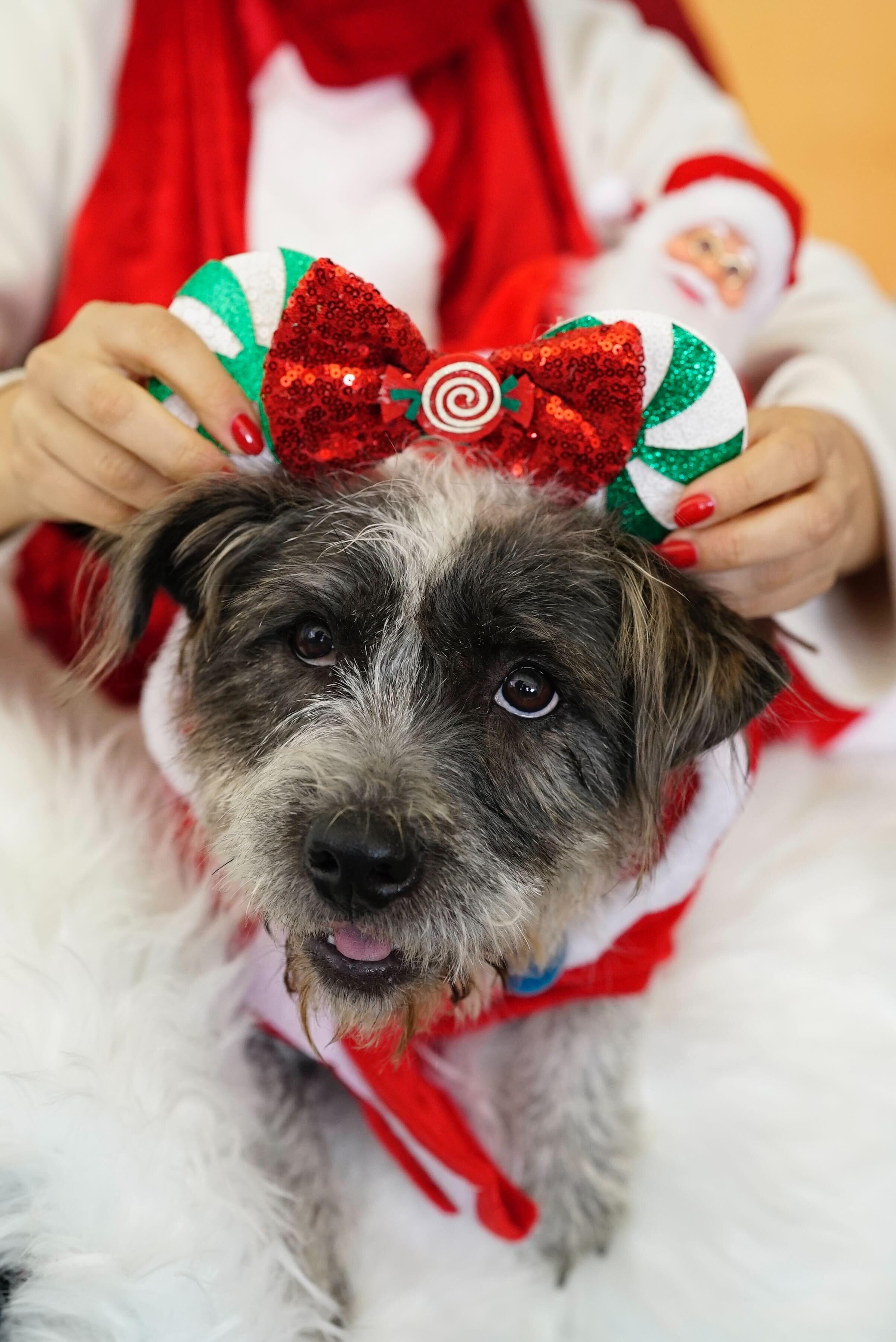 Cha Cha, Adoptable, Adult Female Terrier.