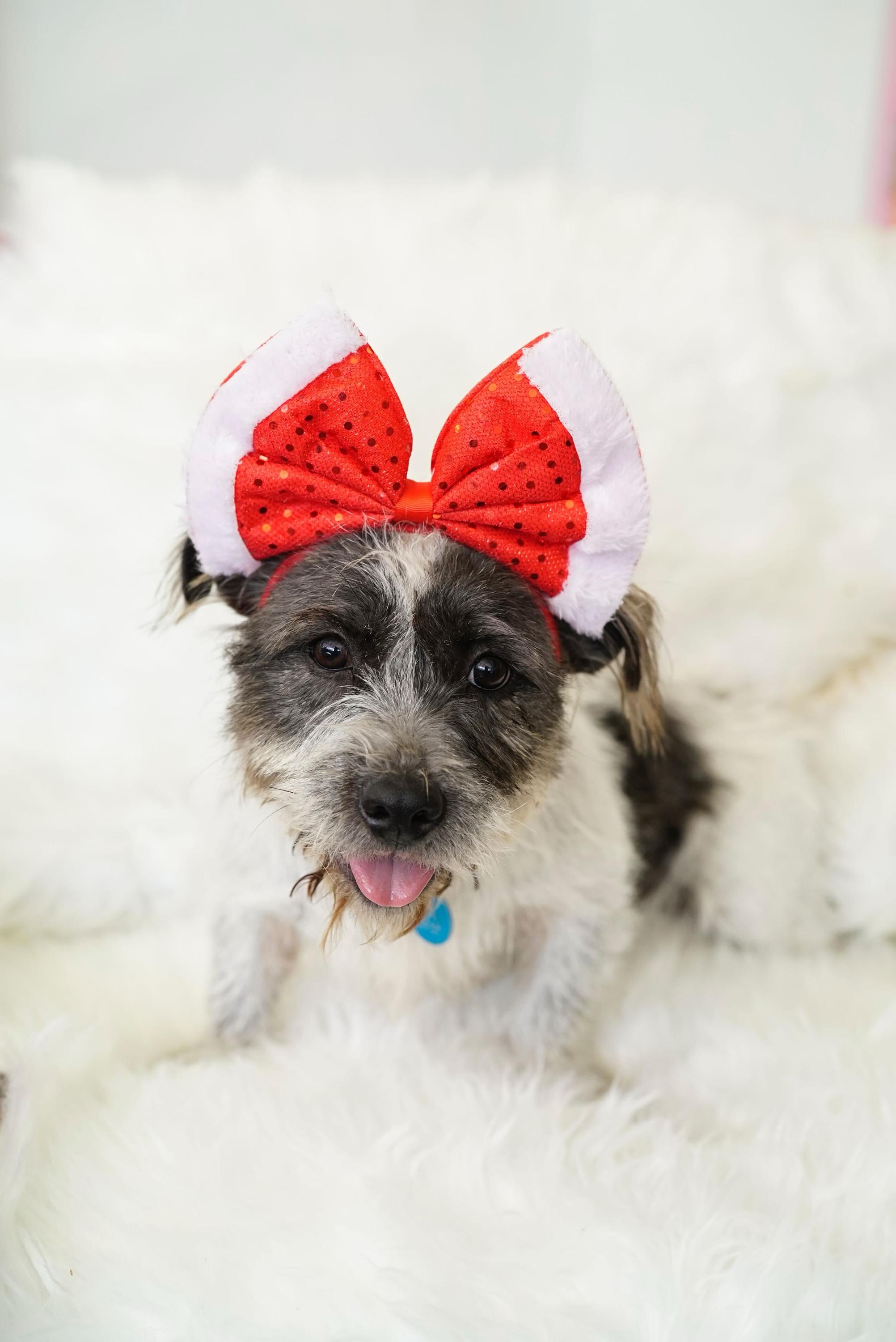 Enlarge Cha Cha, a Adoptable mixed breed in Pasadena, CA image 4/4