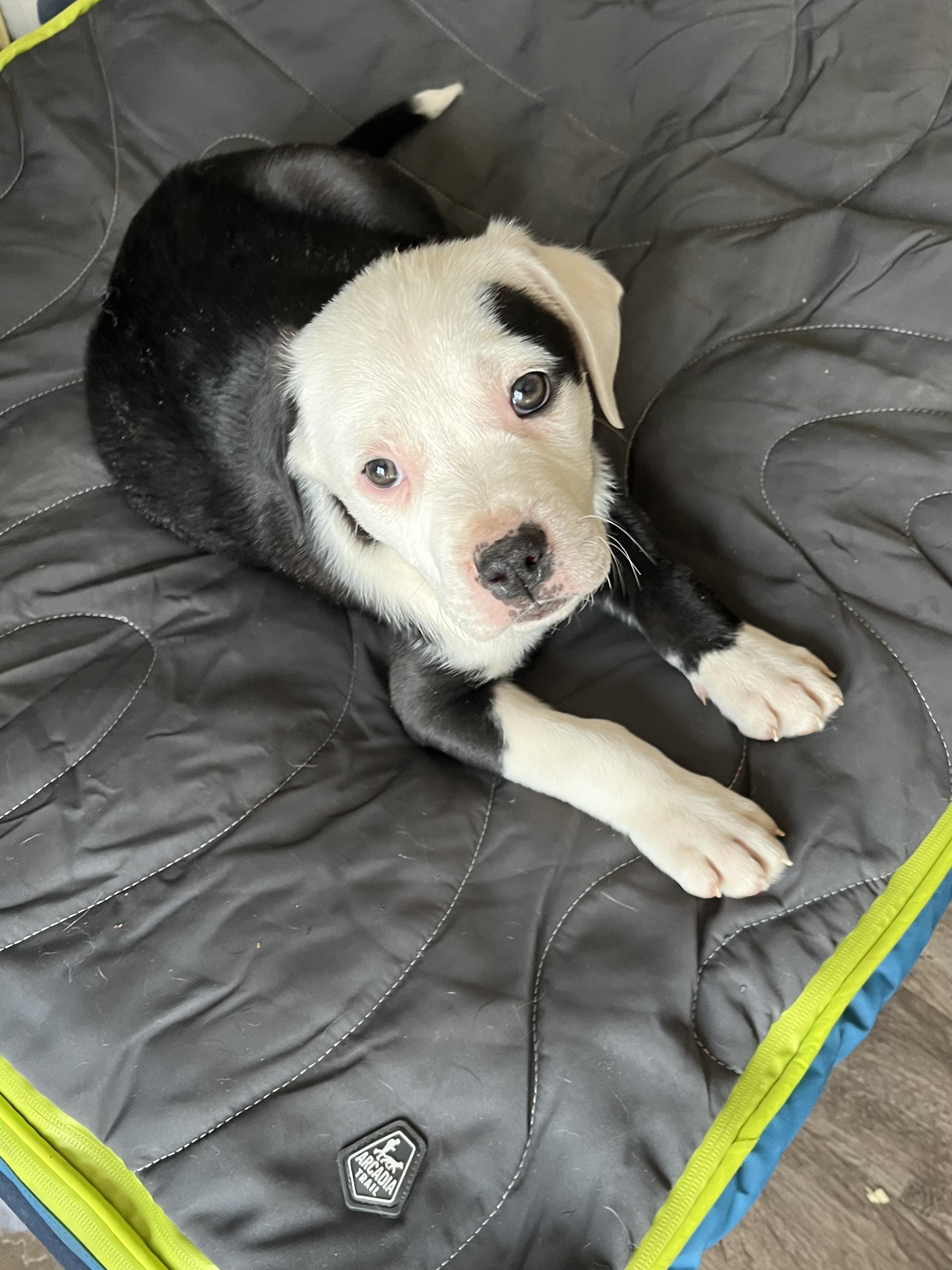 Eeyore, an adopted mixed breed in Greensboro, GA image 4/5