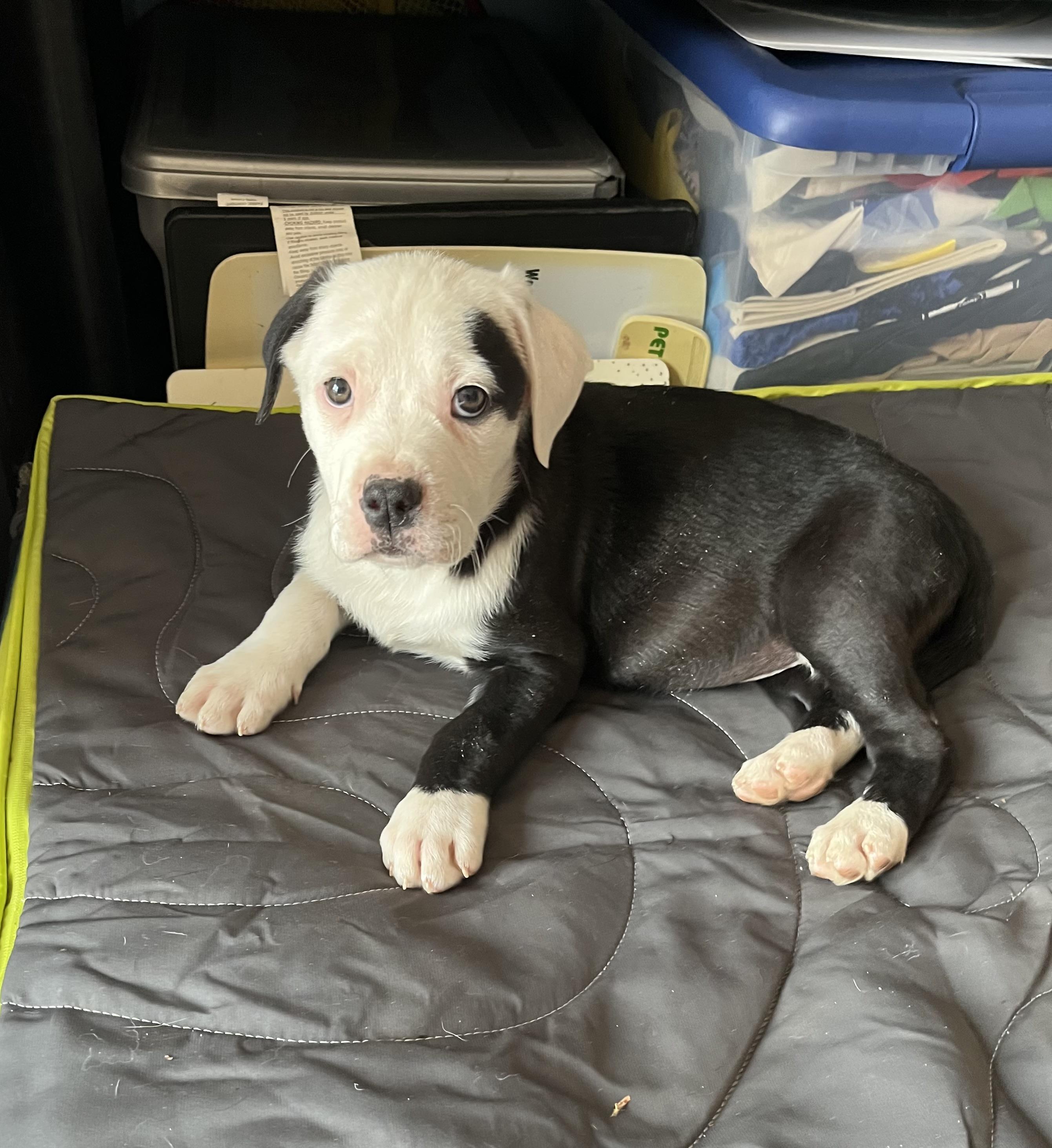 Eeyore, an adopted mixed breed in Greensboro, GA image 5/5