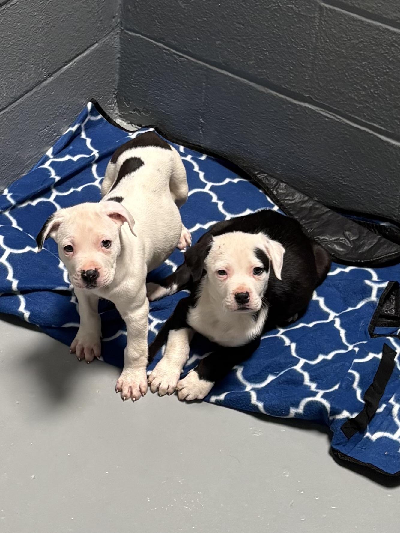 Eeyore, an adopted mixed breed in Greensboro, GA image 3/5