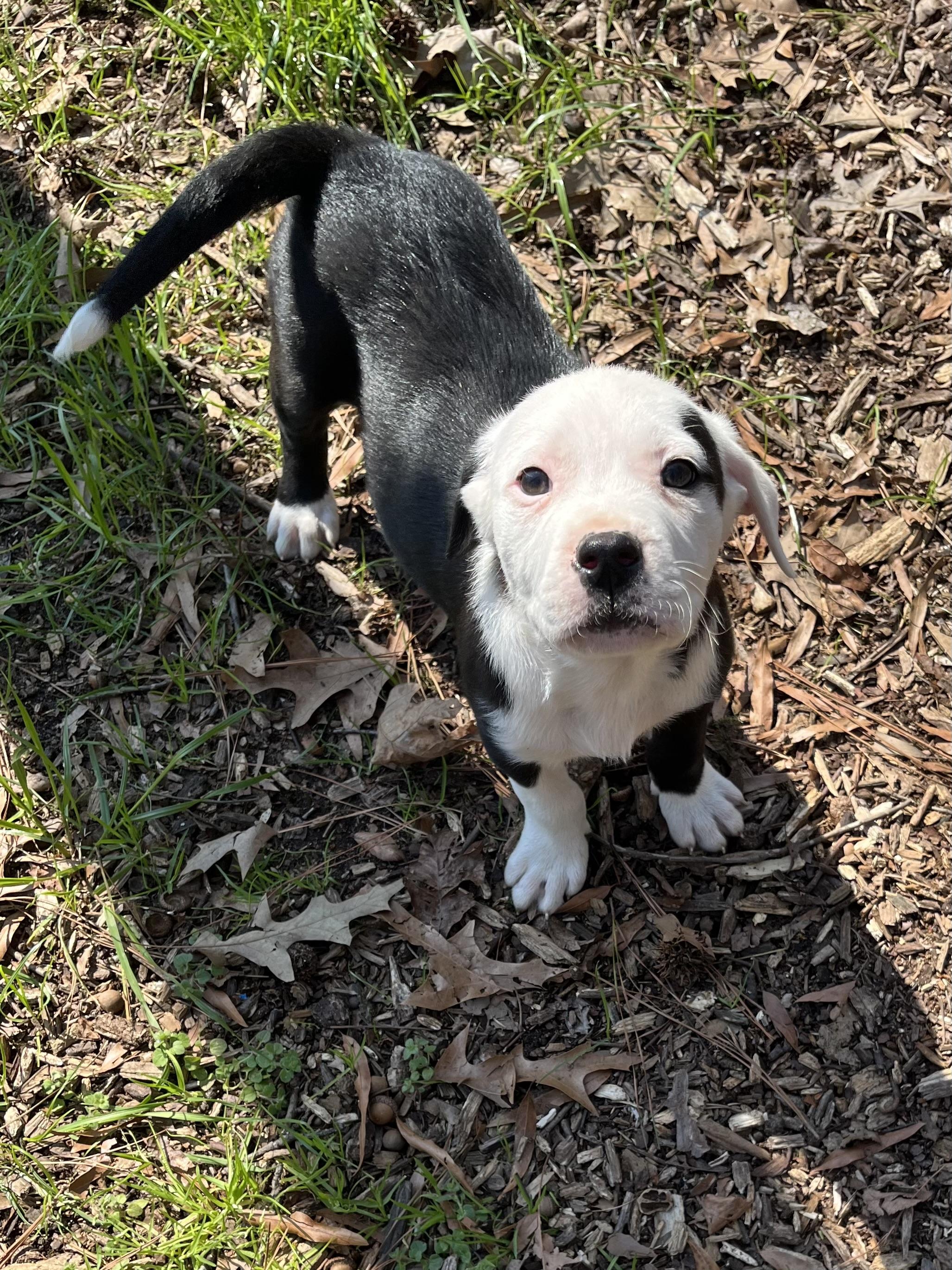 Eeyore, an adopted mixed breed in Greensboro, GA image 2/5